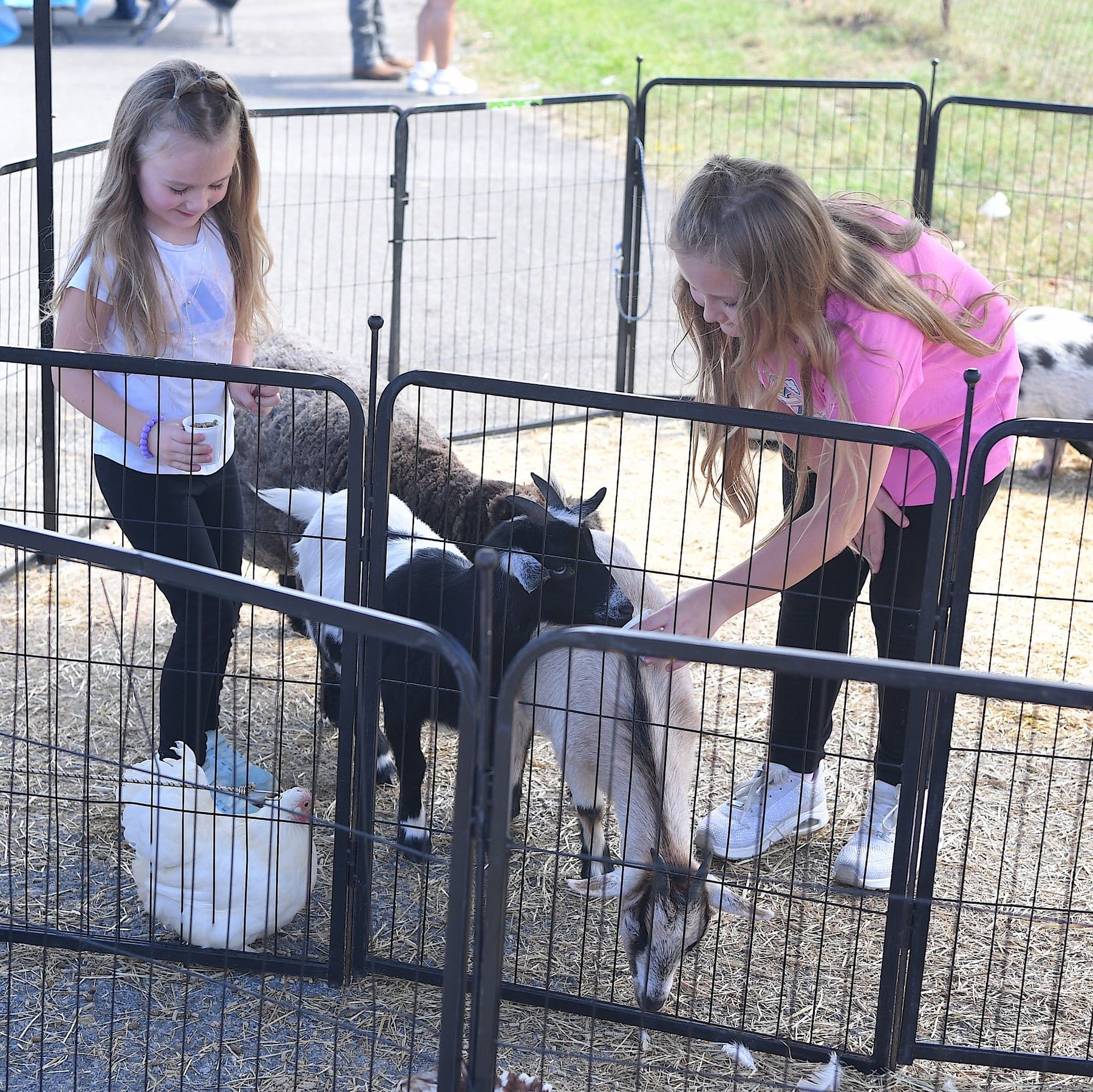 Kids feeding goats at the petting zoo